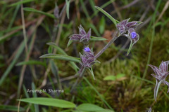 Cyanotis arachnoidea